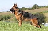 BERGER ALLEMAND 738